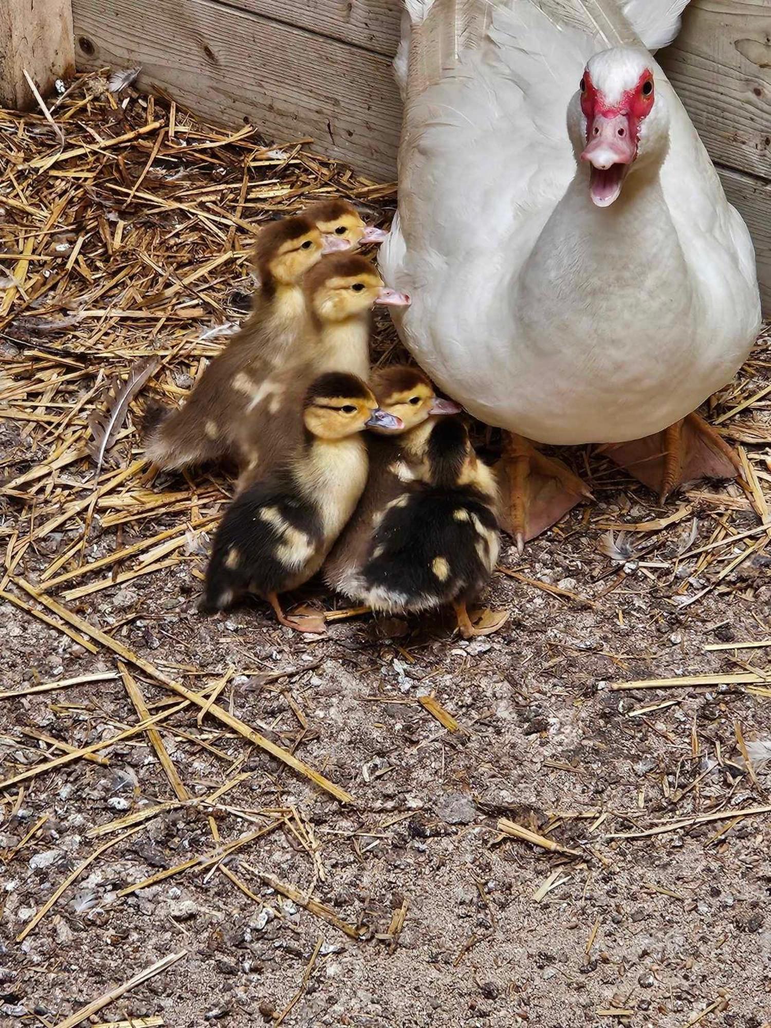 Gite Canard Fromelles Екстер'єр фото